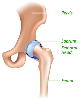 Hip Diagram